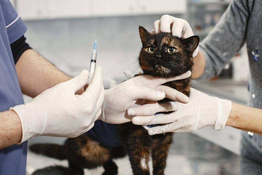 como es la realidad actual de los veterinarios y por qué es un trabajo tan importante