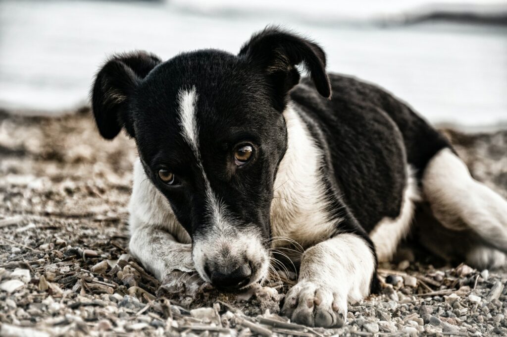 la parvo de los perros o parvovirus