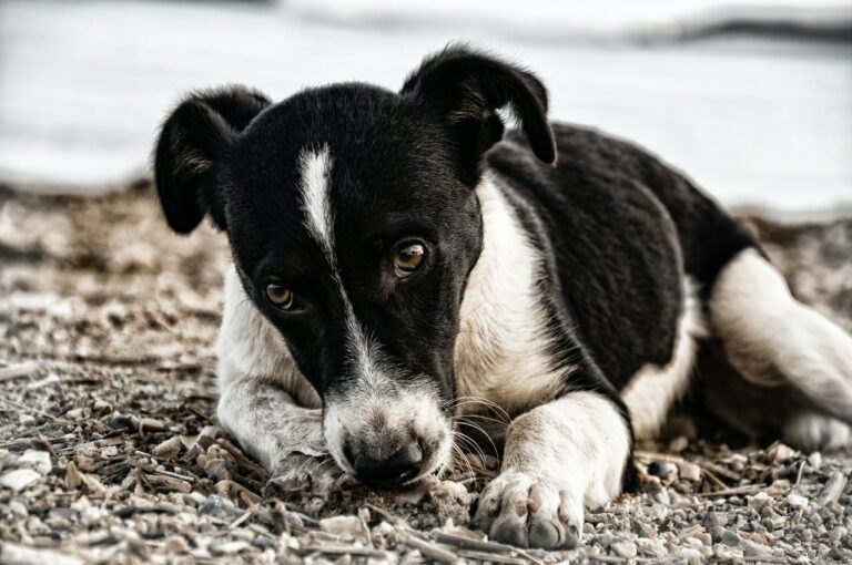 la parvo de los perros o parvovirus