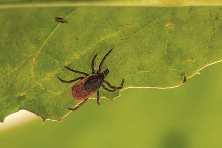 zoonosis enfermedades animales personas