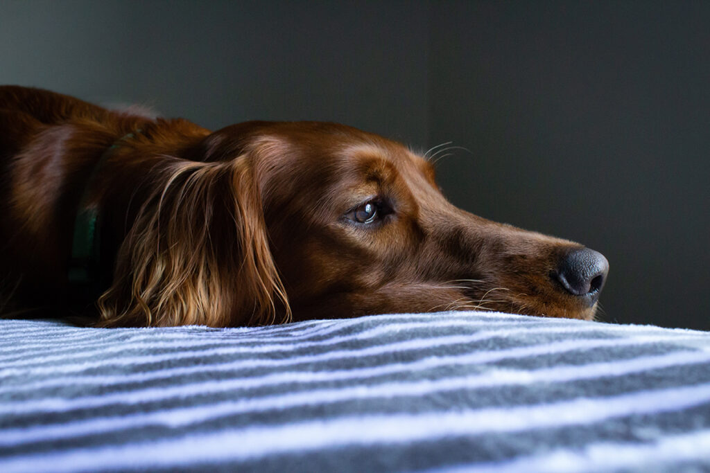 cómo prevenir la Leishmaniosis en perros