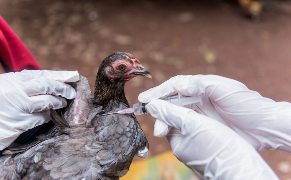 vacunación en aves reproductoras