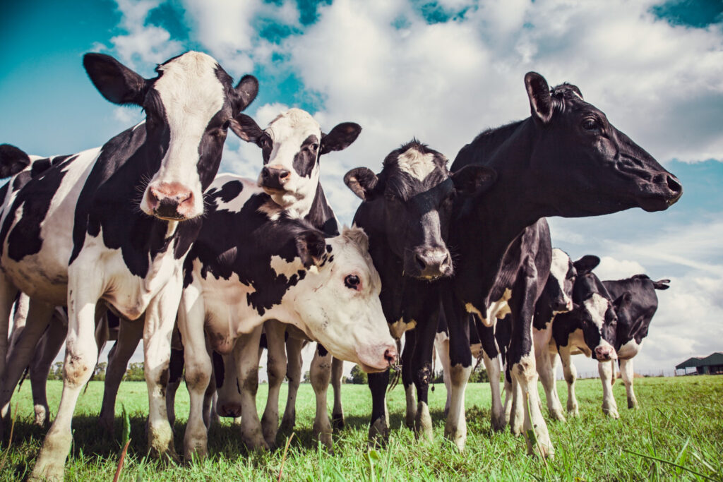 Las enfermedades de vacas más comunes pueden afectar a los humanos