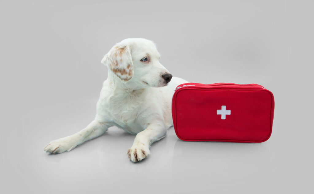 ¿Qué necesitas llevar en un botiquín para perros?