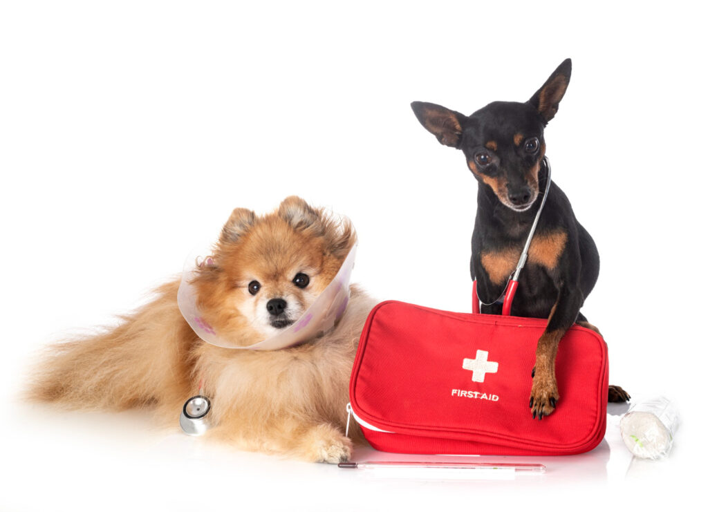 ¿Qué llevar en un botiquín para perros?