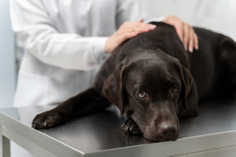 ¿Cuáles son las enfermedades en perros más comunes?