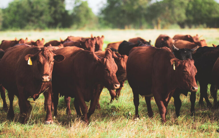 La brucelosis bovina puede transmitirse a los humanos