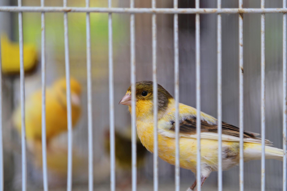 Para el cuidado de aves en el hogar, proporciona una jaula suficientemente grande