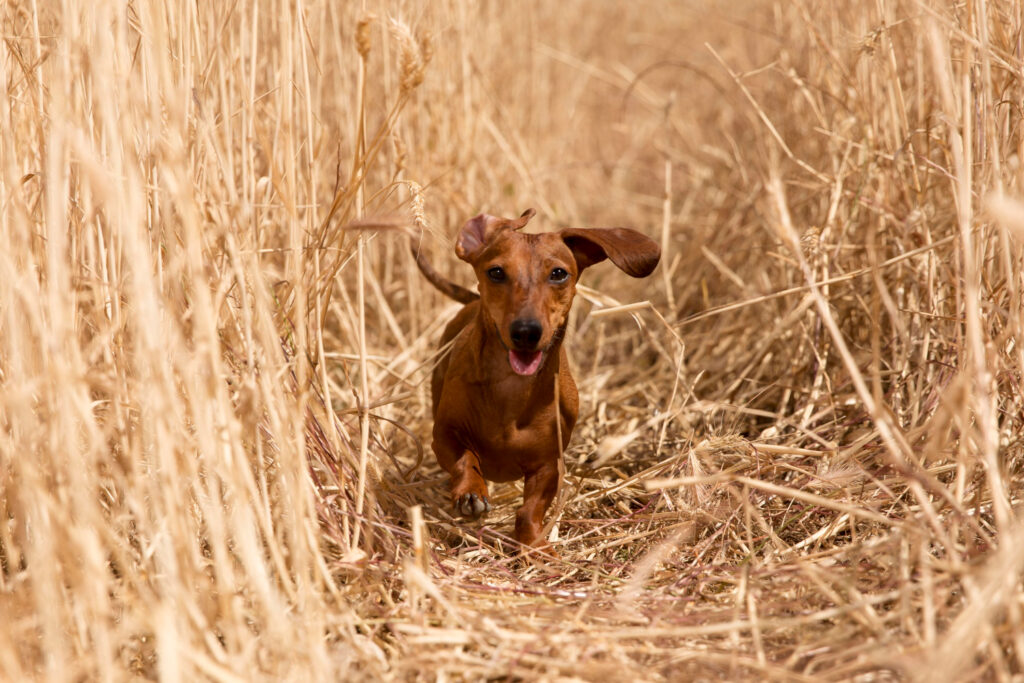 Las espigas en los perros pueden ocasionar heridas e infecciones, dependiendo de la zona del cuerpo en la que se alojen