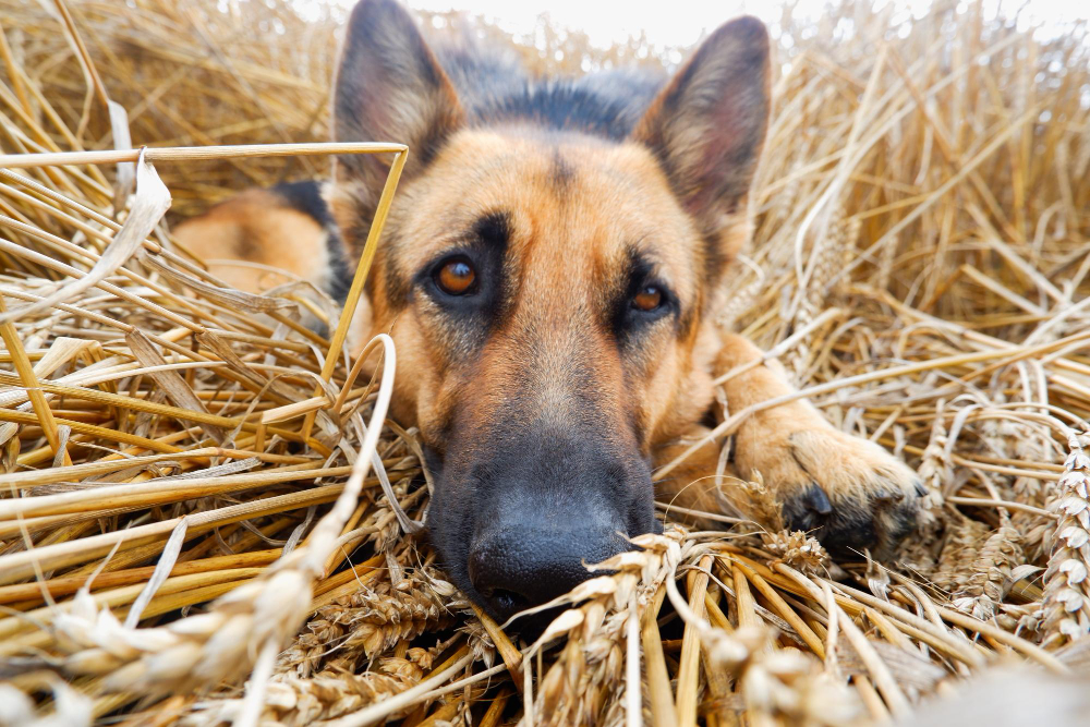 Las espigas en los perros pueden ocasionar secreción nasal