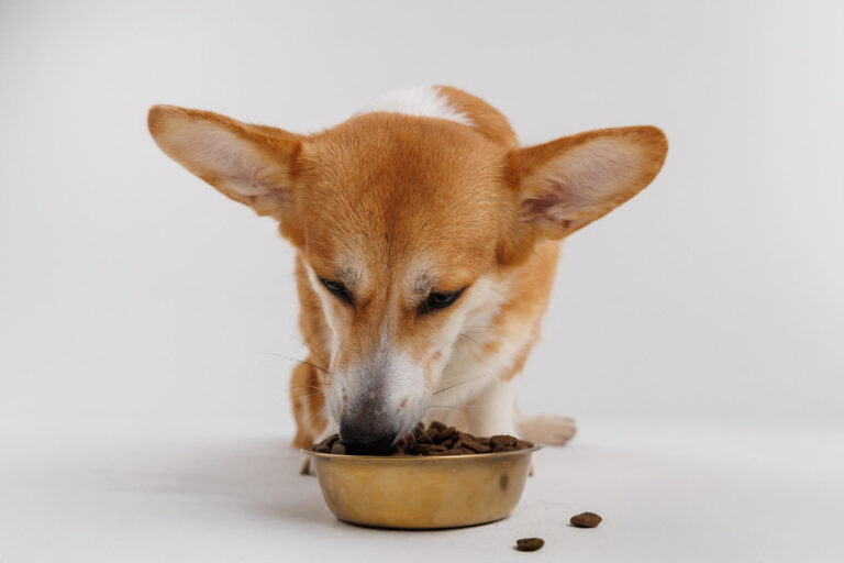 Los tipos de piensos veterinarios están pensados para tratar problemas específicos como la obesidad, enfermedades renales, etcétera