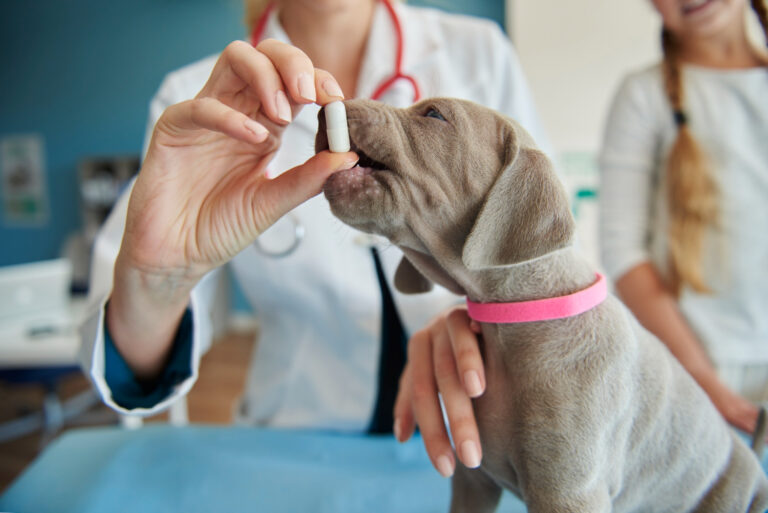 Comprimidos, collares, pipetas y hasta champús: Descubre los tipos de antiparasitarios disponibles para proteger a tus mascotas