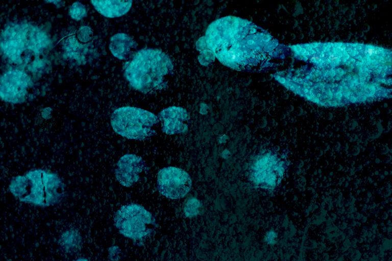 virus de la lengua azul en ganadería