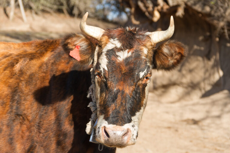 Fiebre aftosa en animales