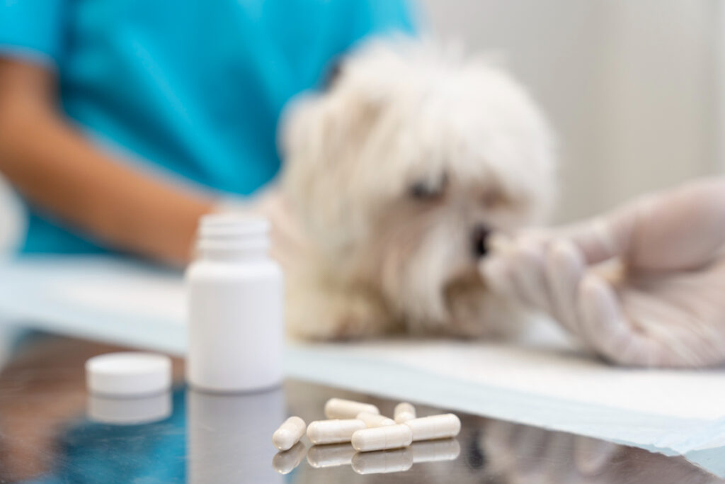 resistencia a los antibióticos en animales