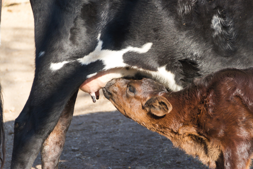 Qué es la mastitis bovina
