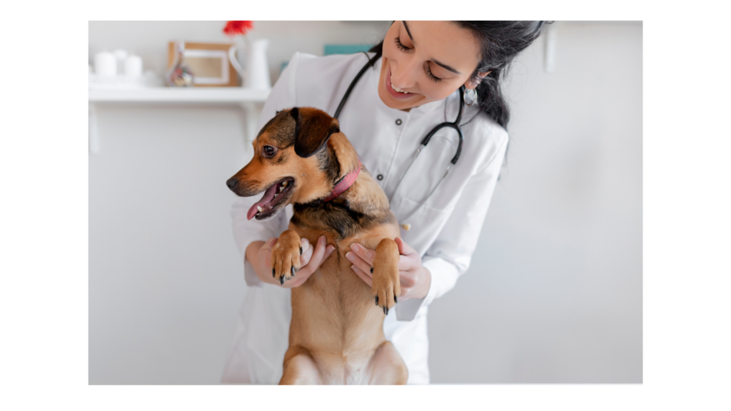 Tratamiento y prevención de leishmaniosis canina