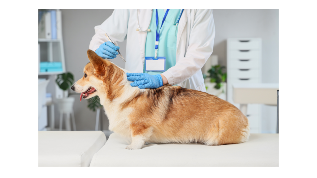 Calendario de vacunas obligatorias para perros