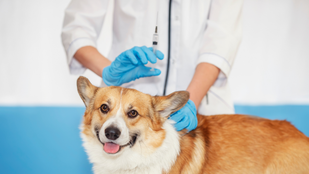 vacunas obligatorias para perros